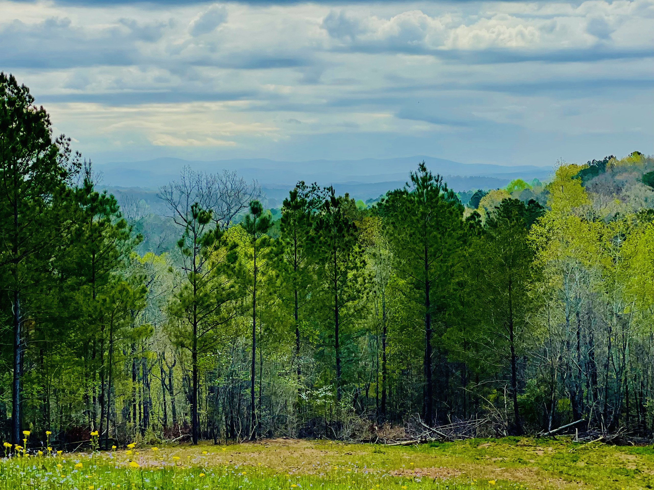 Featured image for “Big Ridge Tract A”