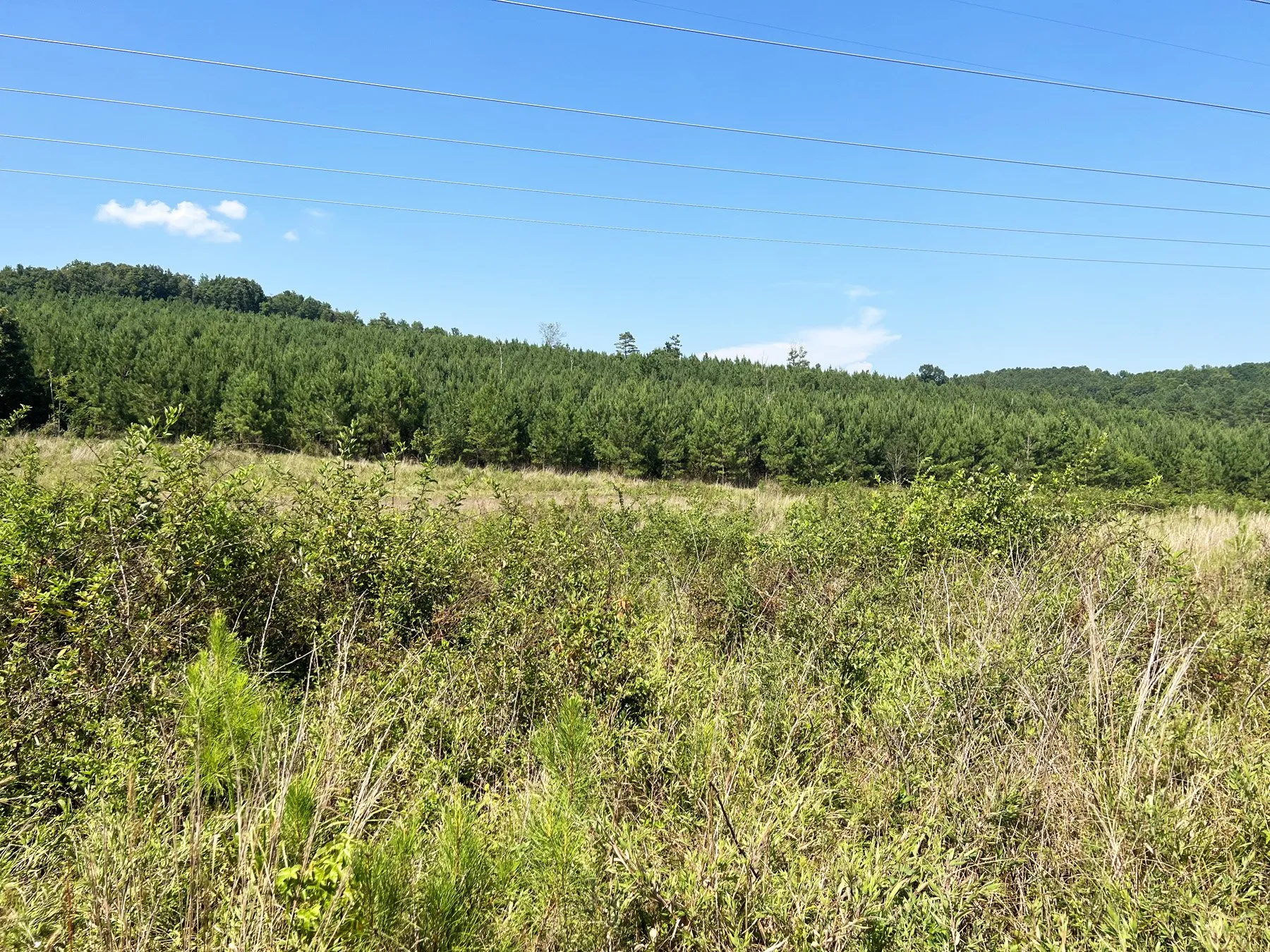 Featured image for “Flintlock Woods Hunting Tract”