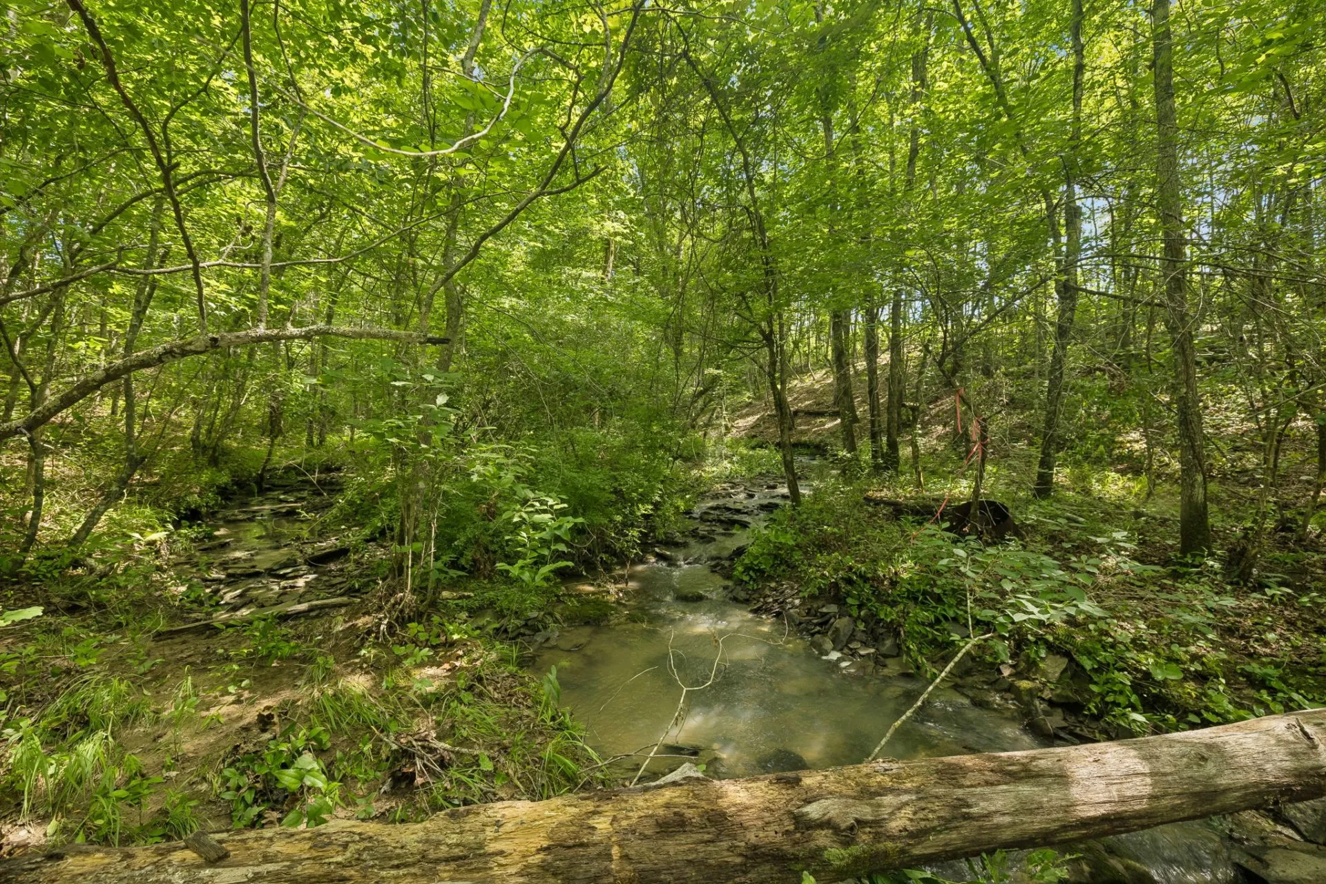 Featured image for “Gum Branch Creek”